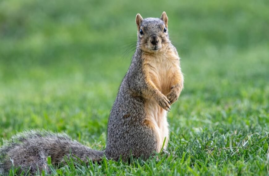 Can Squirrels Eat Bananas?