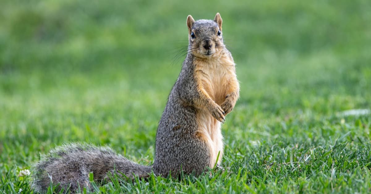 squirrel standing  tall