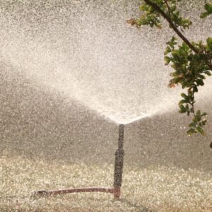 When's The Best Time To Water Grass Seed? Tips To Keep In Mind!