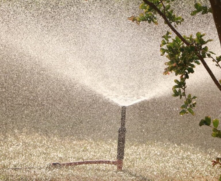 When's The Best Time To Water Grass Seed? Tips To Keep In Mind!