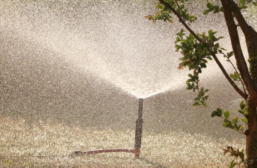 When's The Best Time To Water Grass Seed? Tips To Keep In Mind!