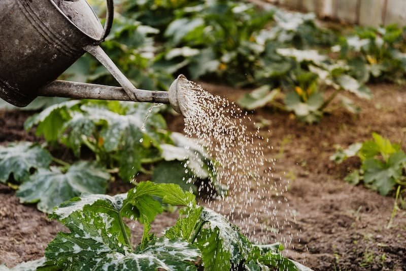 watering outdoor plants