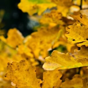 10 Reasons For Yellow Leaves On Outdoor Plants