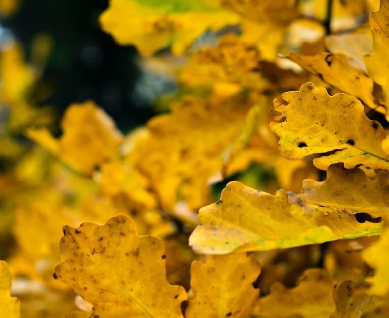 10 Reasons For Yellow Leaves On Outdoor Plants