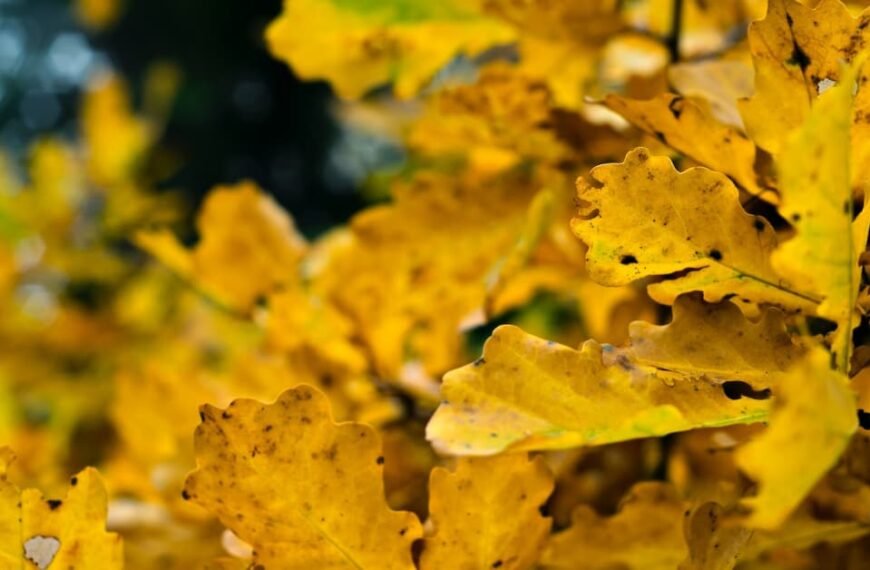 10 Reasons For Yellow Leaves On Outdoor Plants