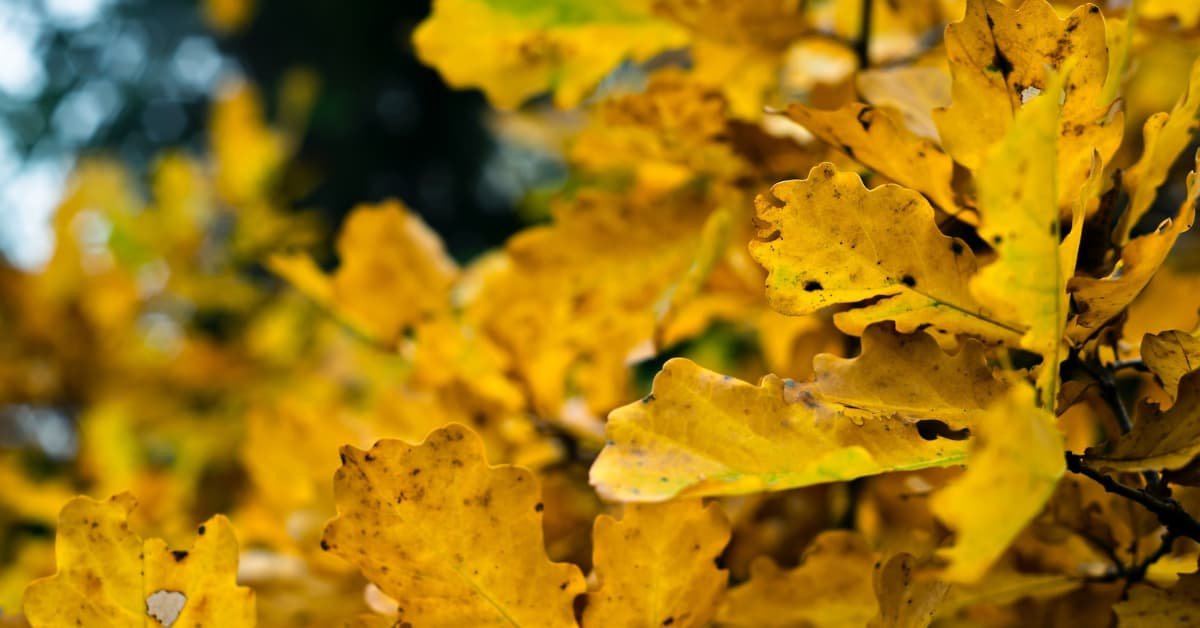 10 Reasons For Yellow Leaves On Outdoor Plants