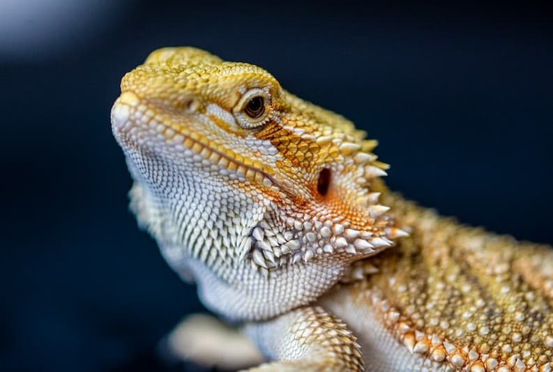 Bearded Dragon Reptile