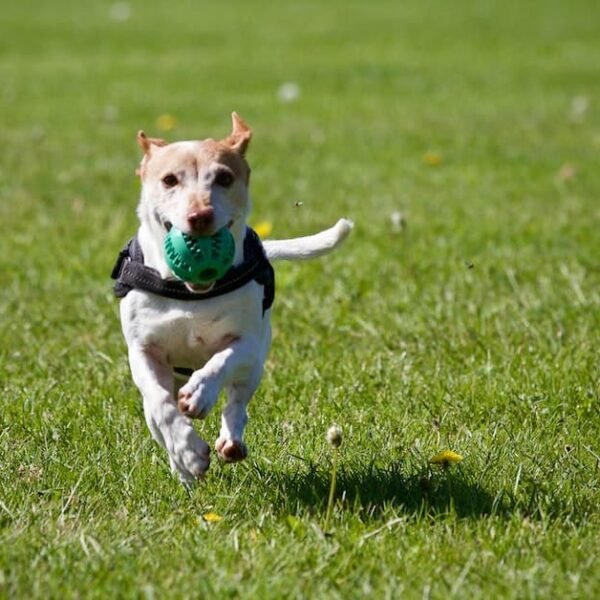 Creating A Perfect Dog Run: Tips For Building A Custom Outdoor Space