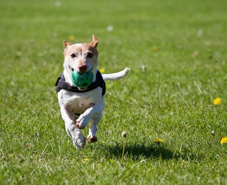 Creating A Perfect Dog Run: Tips For Building A Custom Outdoor Space