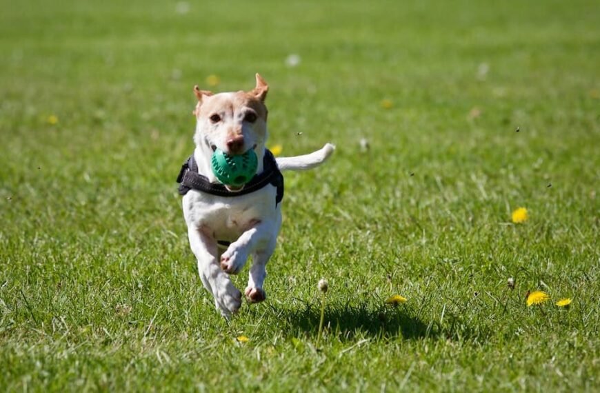 Creating A Perfect Dog Run: Tips For Building A Custom Outdoor Space