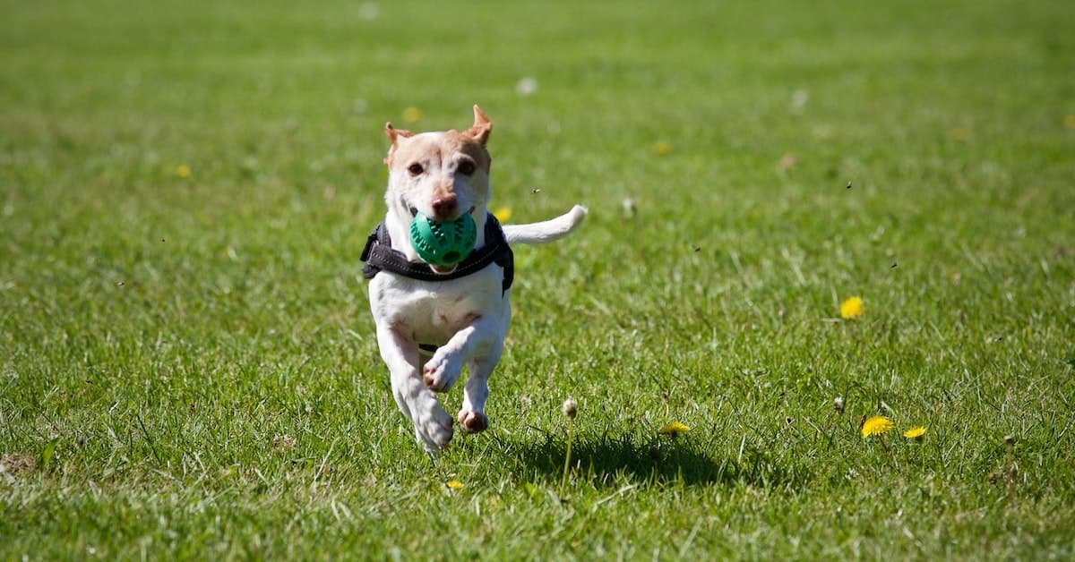 Creating A Perfect Dog Run Tips For Building A Custom Outdoor Space