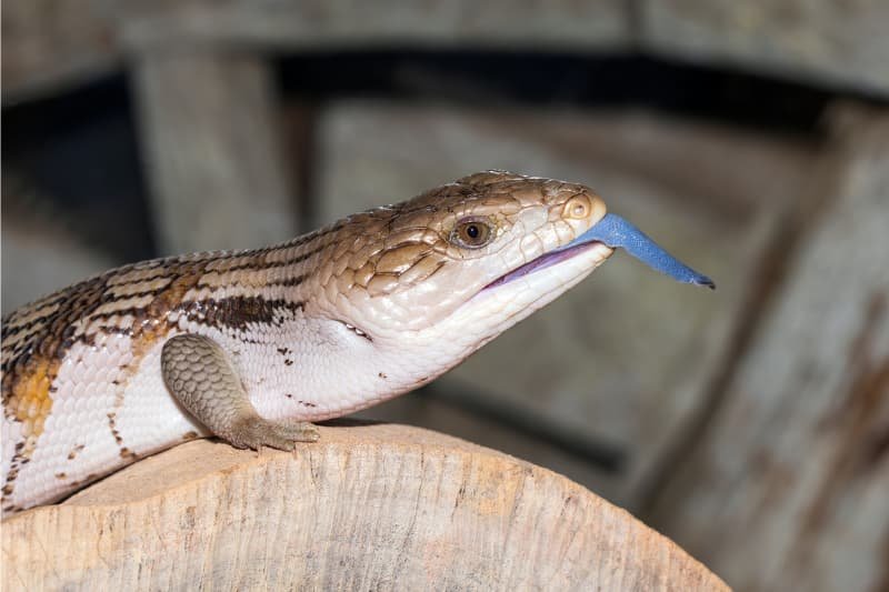 blue-tongued skink lizard