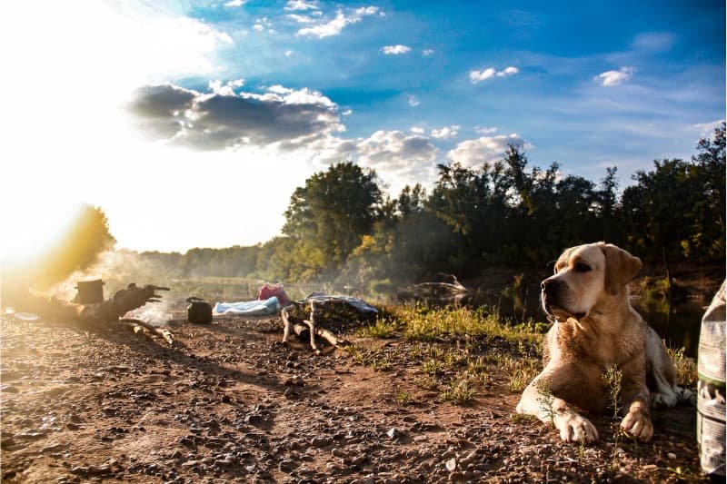 Dog Camping