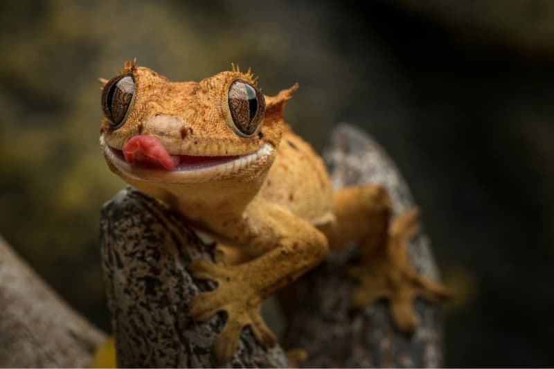 crested gecko lizard