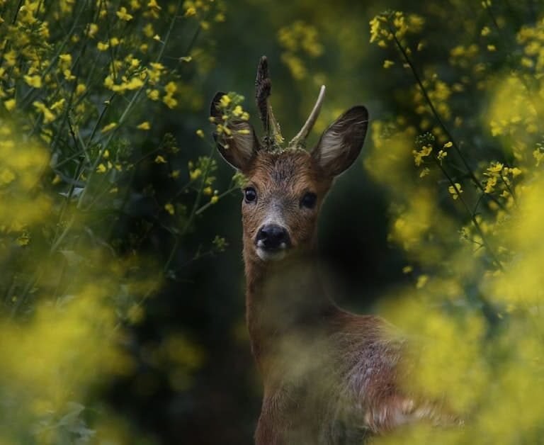 Where do deer go during the day