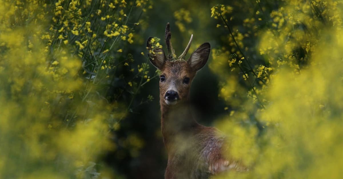 Where do deer go during the day