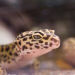 How Long Do Lizards Live? A Pet Guide!