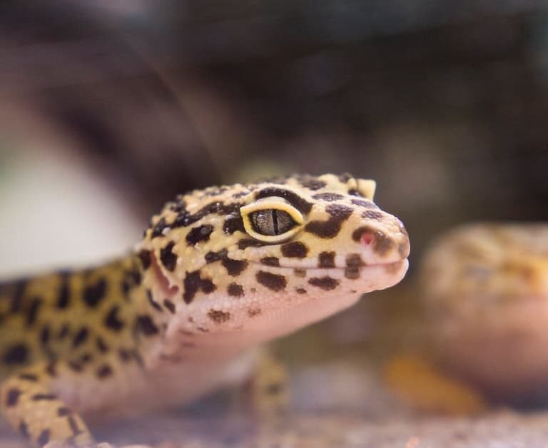 How Long Do Lizards Live? A Pet Guide!