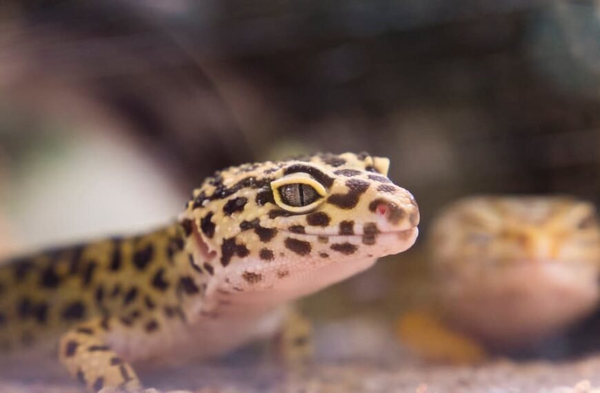 How Long Do Lizards Live? A Pet Guide!