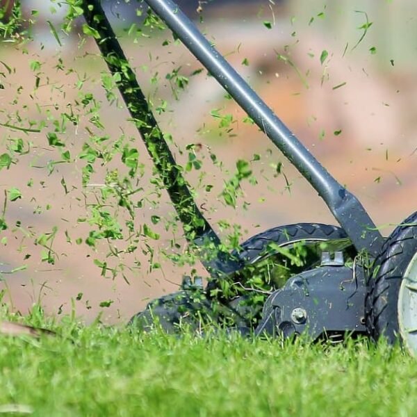 The Many Uses Of Grass Clippings: From Mulch To Livestock Feed!