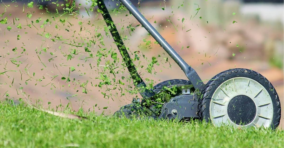 The Many Uses Of Grass Clippings: From Mulch To Livestock Feed!