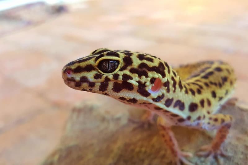 leopard gecko lizard