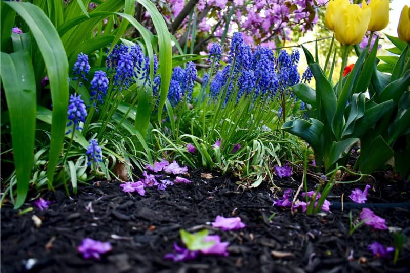 mulch to prevent weeds