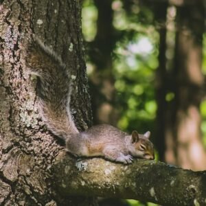 Where Do Squirrels Sleep? Exploring Their Sleeping Habits