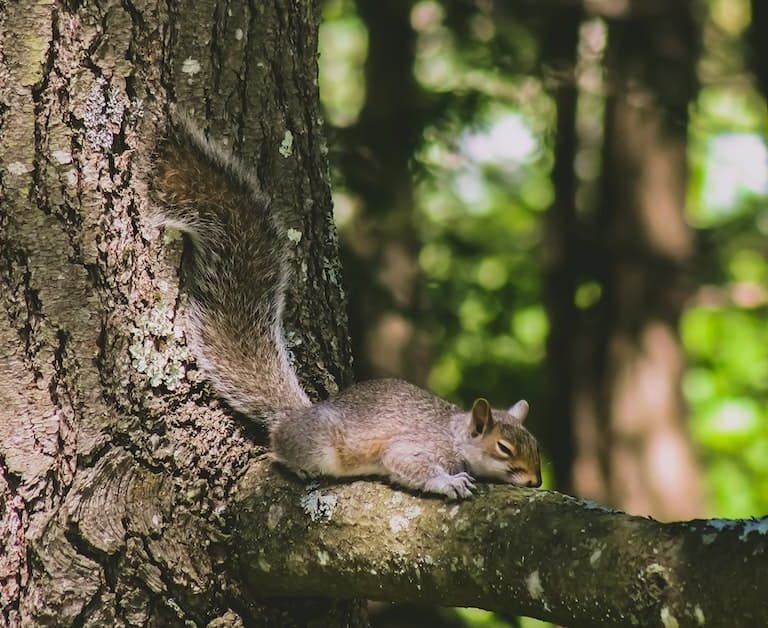 Where Do Squirrels Sleep? Exploring Their Sleeping Habits