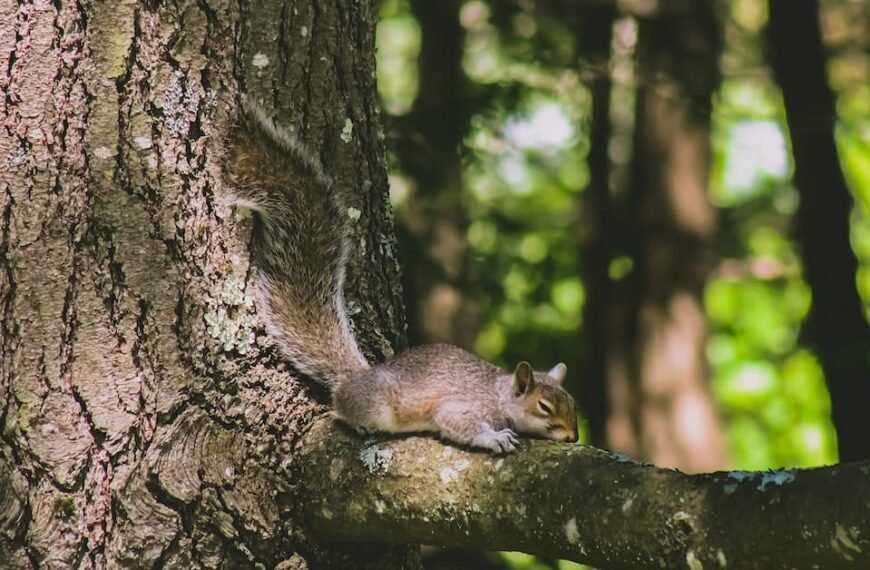 Where Do Squirrels Sleep? Exploring Their Sleeping Habits