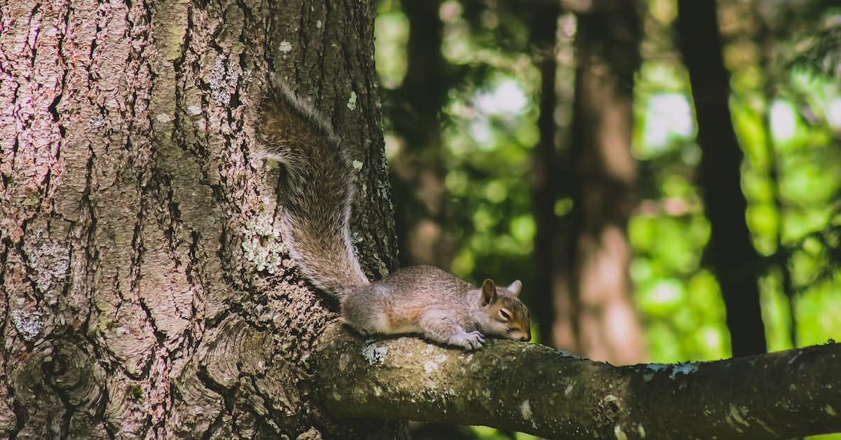 Where Do Squirrels Sleep? Exploring Their Sleeping Habits