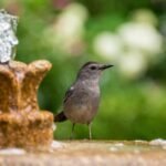 Bird Bath Ideas For A Bird Haven Yard