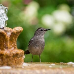 Bird Bath Ideas For A Bird Haven Yard