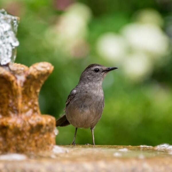 Bird Bath Ideas For A Bird Haven Yard