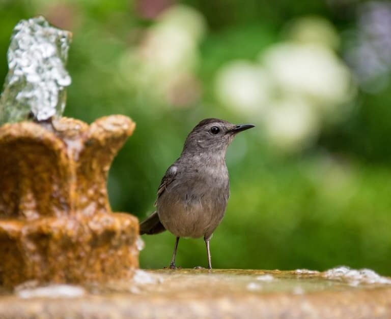 Bird Bath Ideas For A Bird Haven Yard