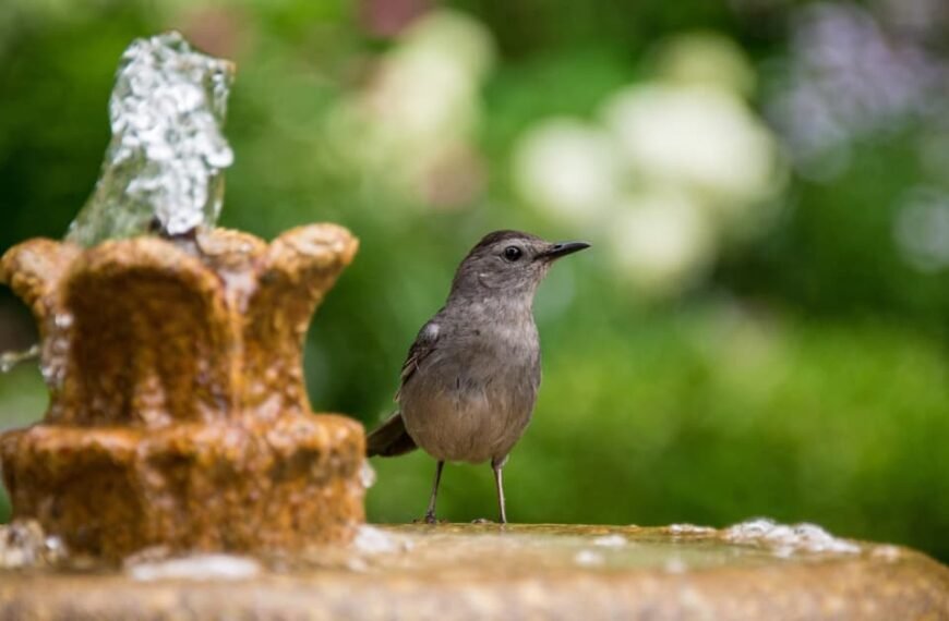 Bird Bath Ideas For A Bird Haven Yard