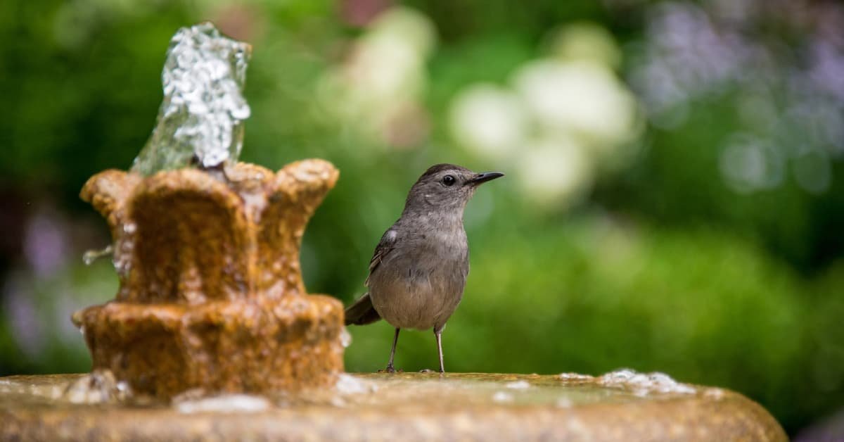 Bird Bath Ideas For A Bird Haven Yard