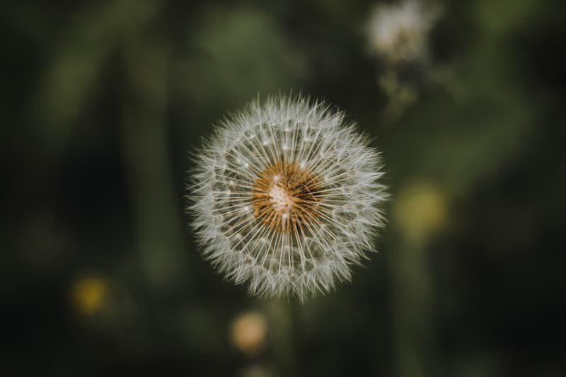 Common Winter Weed Species - dandelion