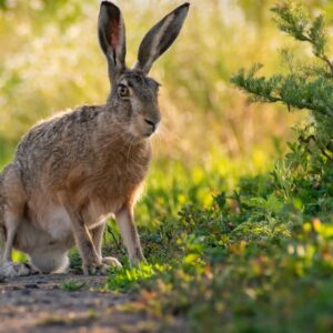 The Best Rabbit Repellents: Protect Your Garden From Rabbits