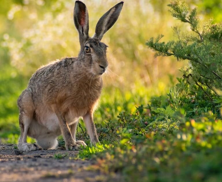 The Best Rabbit Repellents: Protect Your Garden From Rabbits