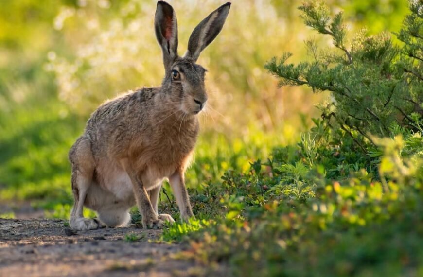 The Best Rabbit Repellents: Protect Your Garden From Rabbits