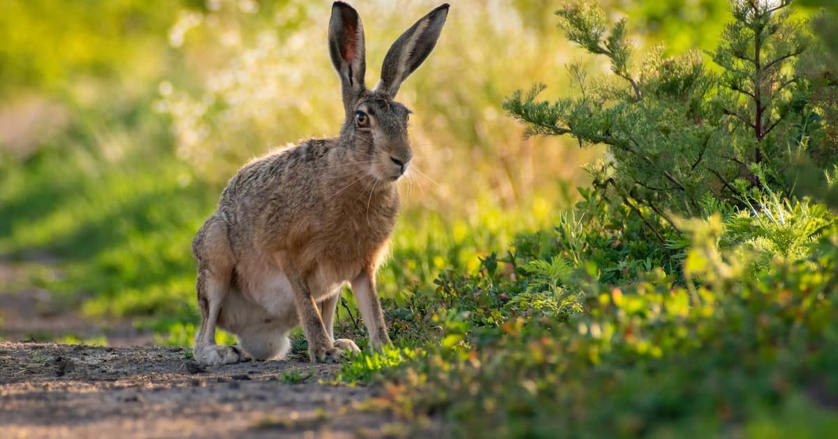 The Best Rabbit Repellents: Protect Your Garden From Rabbits