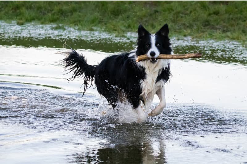 Incorporating Water Features in Your Dog-Friendly Backyard: Adding Fun and Relaxation